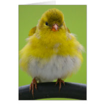 Goldfinch Card cards