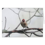 Goldfinch Card