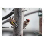 Goldfinch Card