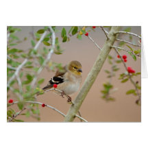 Goldfinch Cards