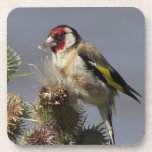 Goldfinch Cork Coaster