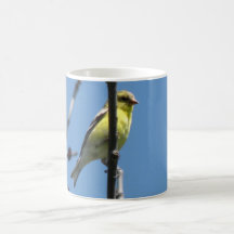 Goldfinch in a tree coffee mugs