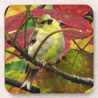 Goldfinch in Autumn Coaster