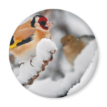 Goldfinch in snow magnets by Caiwilsh Goldfinch in snow magnets