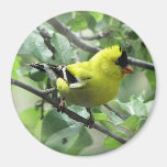 Goldfinch Magnet