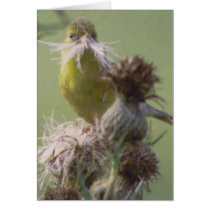 Goldfinch moustache cards by amwesley Goldfinch moustache cards