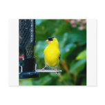 Goldfinch on feeder postcards
