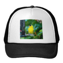 Goldfinch on feeder trucker hat