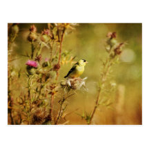 Goldfinch Photo Post Card
