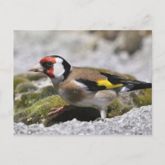 Goldfinch postcard postcard
