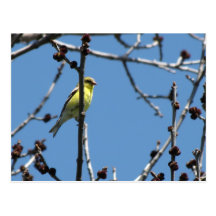 Goldfinch Postcard