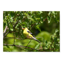 Goldfinch posters by amwesley Goldfinch posters