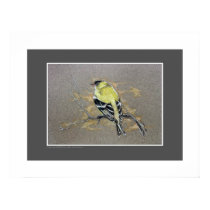 Goldfinch posters by pawtraitart Goldfinch posters