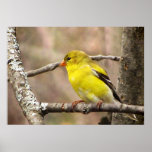 Goldfinch Print