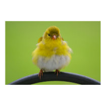 Goldfinch Print