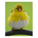 Goldfinch Print