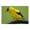 Goldfinch Print