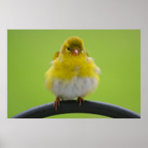 Goldfinch Print