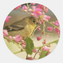 Goldfinch Round Stickers