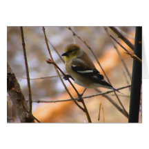 Goldfinch Watercolor Card
