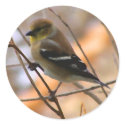 Goldfinch Watercolor stickers