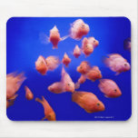 Goldfish 2 mouse pads