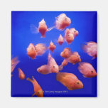 Goldfish 2 refrigerator magnets