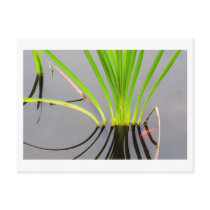 goldfish behind bars postcards by blacqbook goldfish behind bars postcards