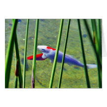 Goldfish Greeting Cards