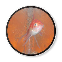 Goldfish magnets by Housh68 Goldfish magnets
