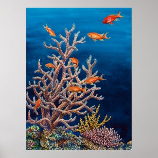 Goldfish of the Sea Poster
