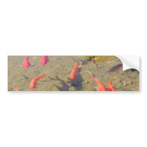 Goldfish Pond bumper stickers by jkingiv Goldfish Pond bumper stickers