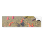 Goldfish Pond Bumper Sticker