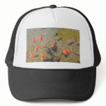 Goldfish Pond hats