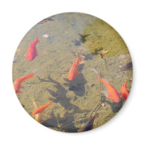 Goldfish Pond magnets