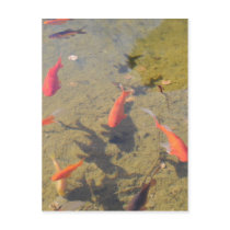 Goldfish Pond postcards by jkingiv Goldfish Pond postcards