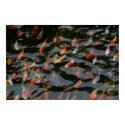 Goldfish Pond Poster posters by Gilliand_Photo Goldfish Pond Poster posters