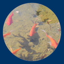 Goldfish Pond stickers