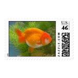 Goldfish
