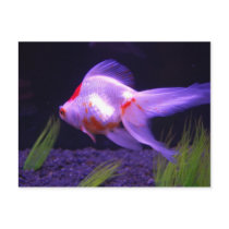 Goldfish Postcard by blumenthalphoto Goldfish Postcard