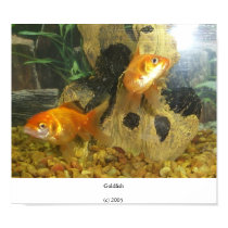 Goldfish posters by JLWinther Goldfish posters