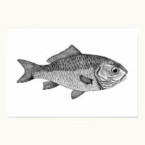 Goldfish posters