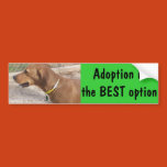 lab mix, animals, pet adoption, animal shelters,