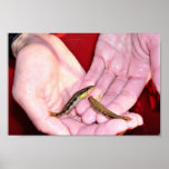 Goldline darters, Percina aurolineata Poster