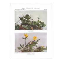 Goldthread - Coptis trifolia posters