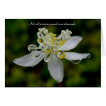 Goldthread with Dew on Unalaska Island Greeting Cards