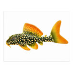 Goldy Sunshine Pleco Postcard