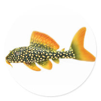 Goldy Sunshine Pleco Sticker by twopurringcats Goldy Sunshine Pleco Sticker