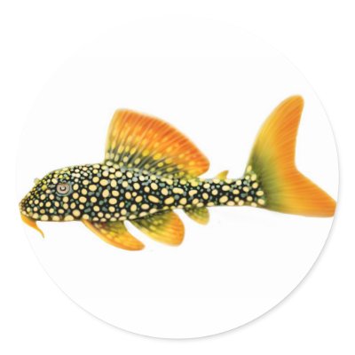 pleco