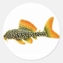 Goldy Sunshine Pleco Sticker